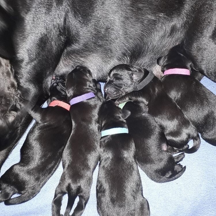 rick rack puppy collar